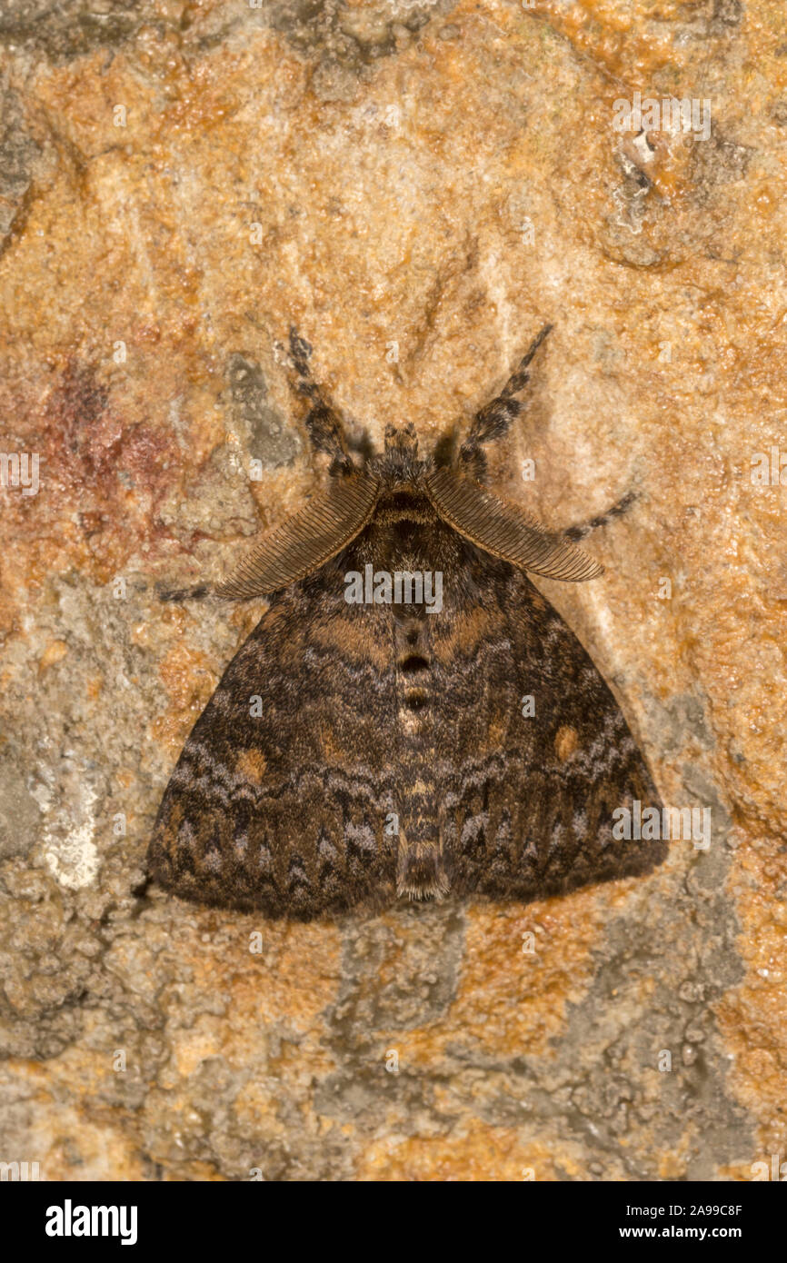 Lymantria Incerta, Moth, Noctuoidea, Meghalaya, India Stock Photo