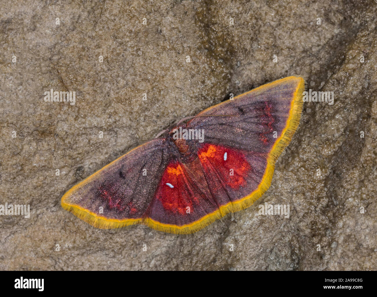Chrysocraspeda  Sanguinea Geometridae, Meghalaya, India Stock Photo