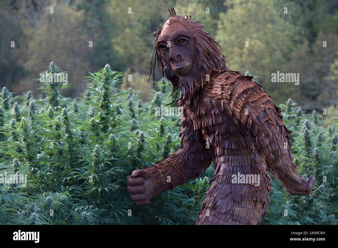 Bigfoot passing through Organic Hemp field. 'Lifter' strain.  Cannabis sativa. Stock Photo