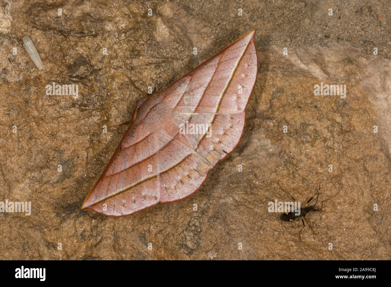 Sarcinodes aequilinearia,  genus of moths in the family Geometrida, India Stock Photo