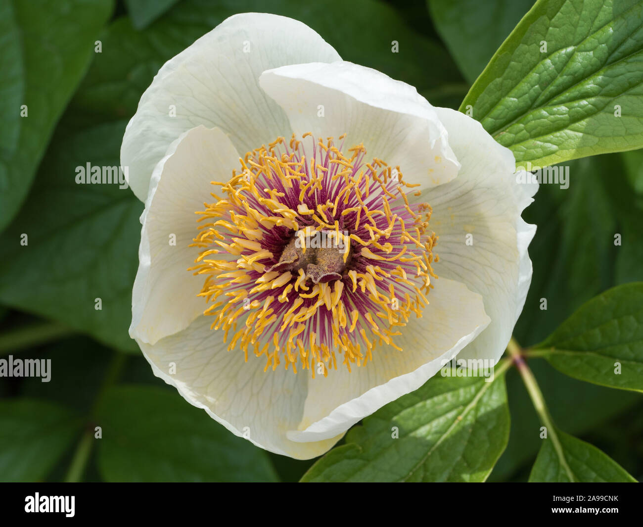 Paeonia wittmanniana,  close-up white flower peony on a Sunny day Stock Photo