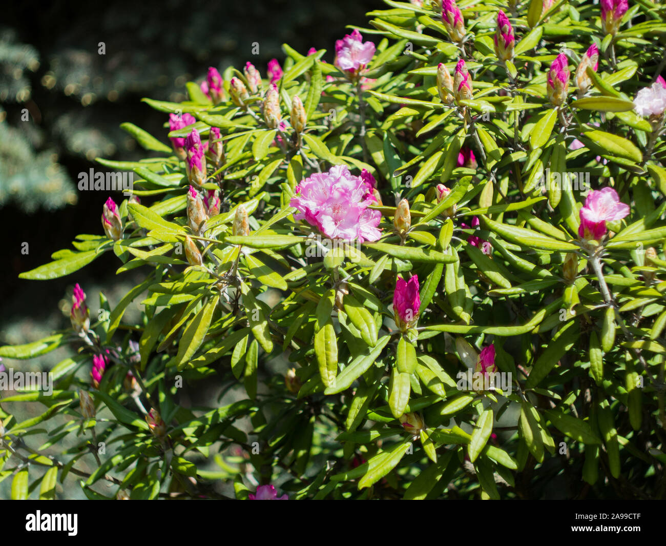 large shrub rhododendron with mauve flowers and unopened buds outdoors in the Park in Sunny weather. Stock Photo