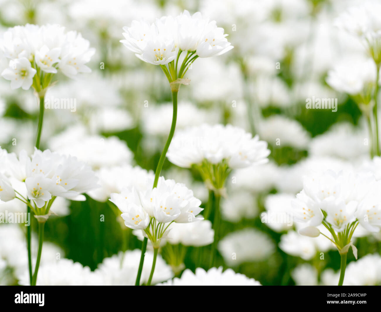 White flowers of Allium zebdanense. Stock Photo