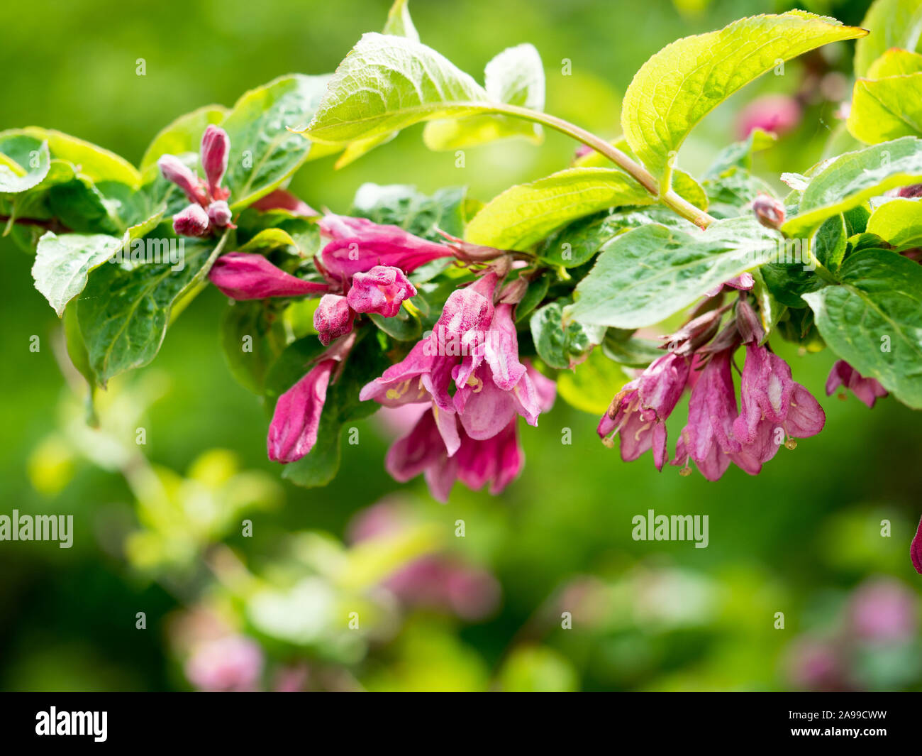 Weigela praecox, flower shrub weigela Stock Photo