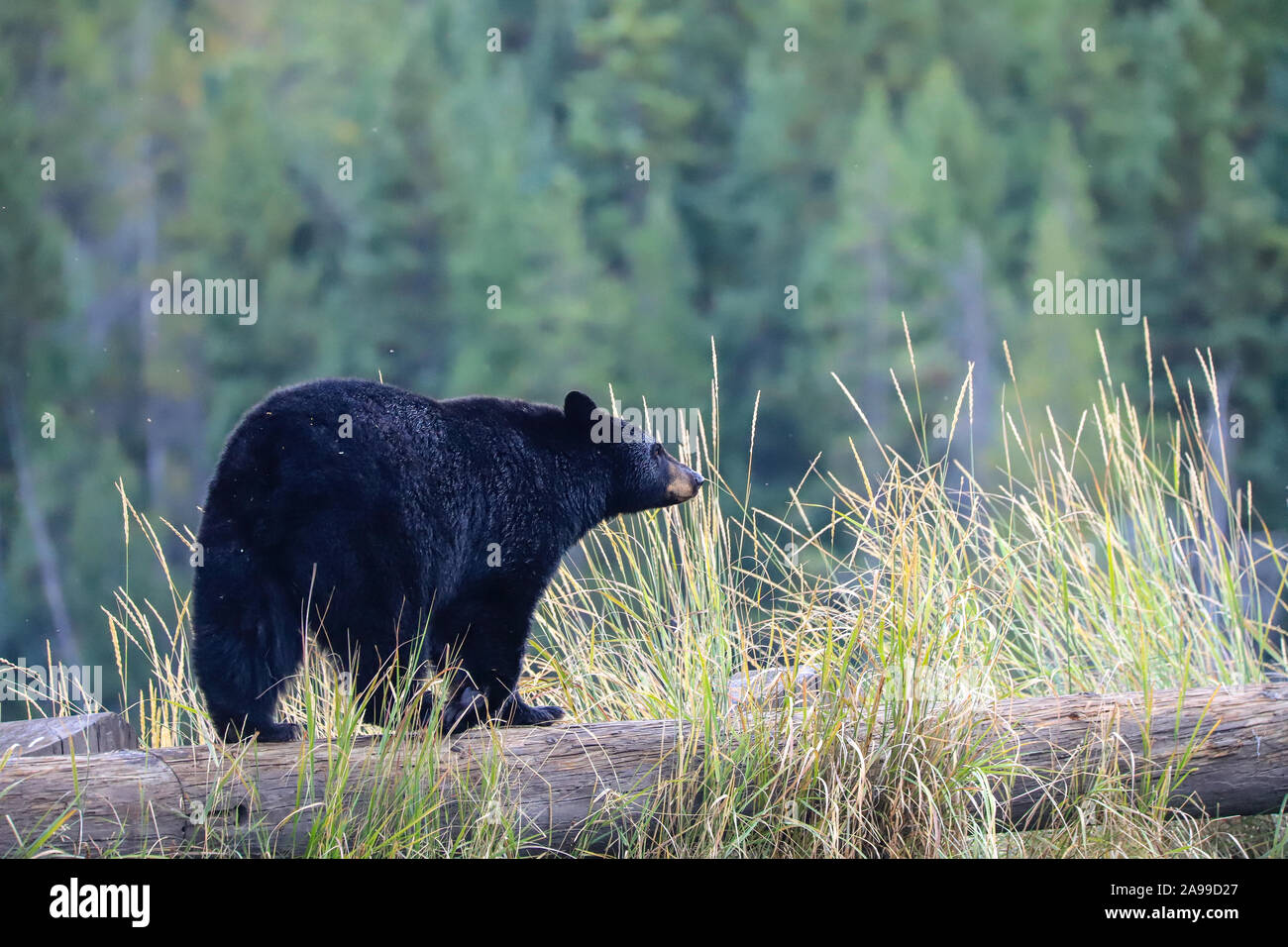 Black bear walking hi-res stock photography and images - Alamy