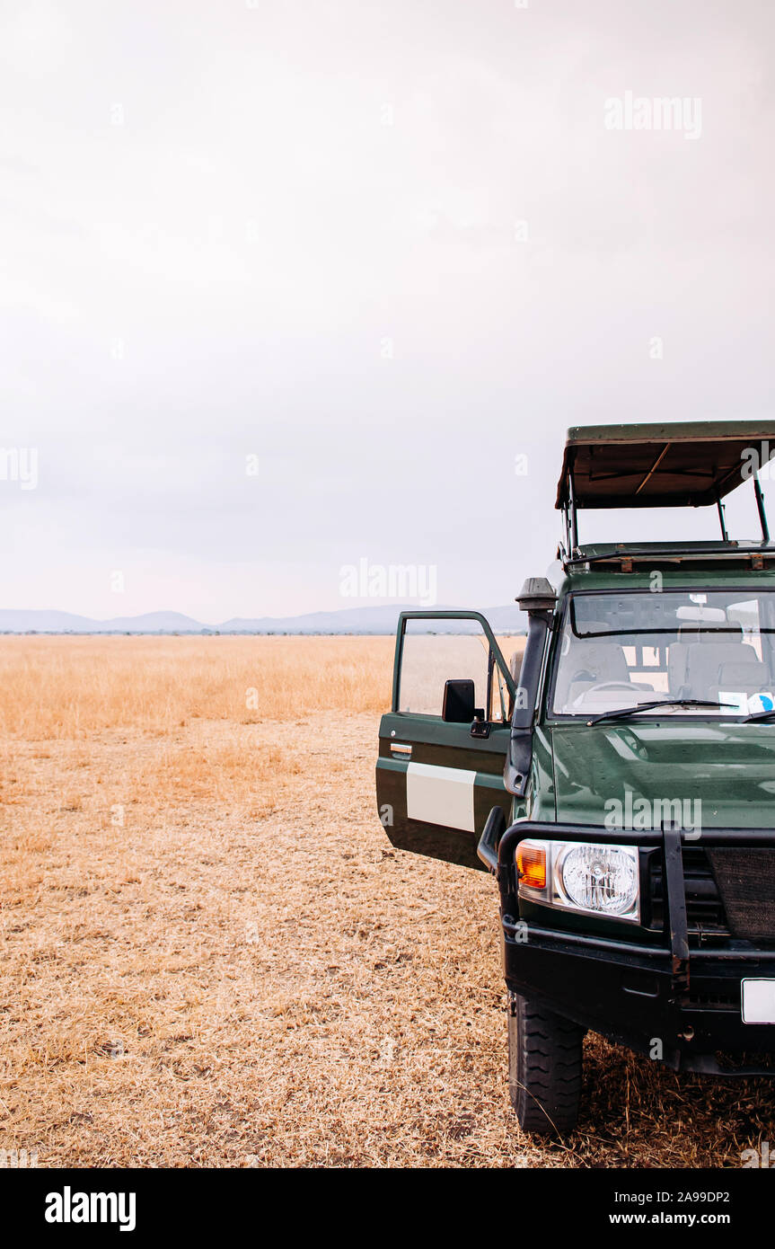 JUN 21, 2011 Serengeti, Tanzania - Front of Jeep cars Safari truck in golden grass field of Serengeti Savanna forest in Tanzania - African safari wild Stock Photo