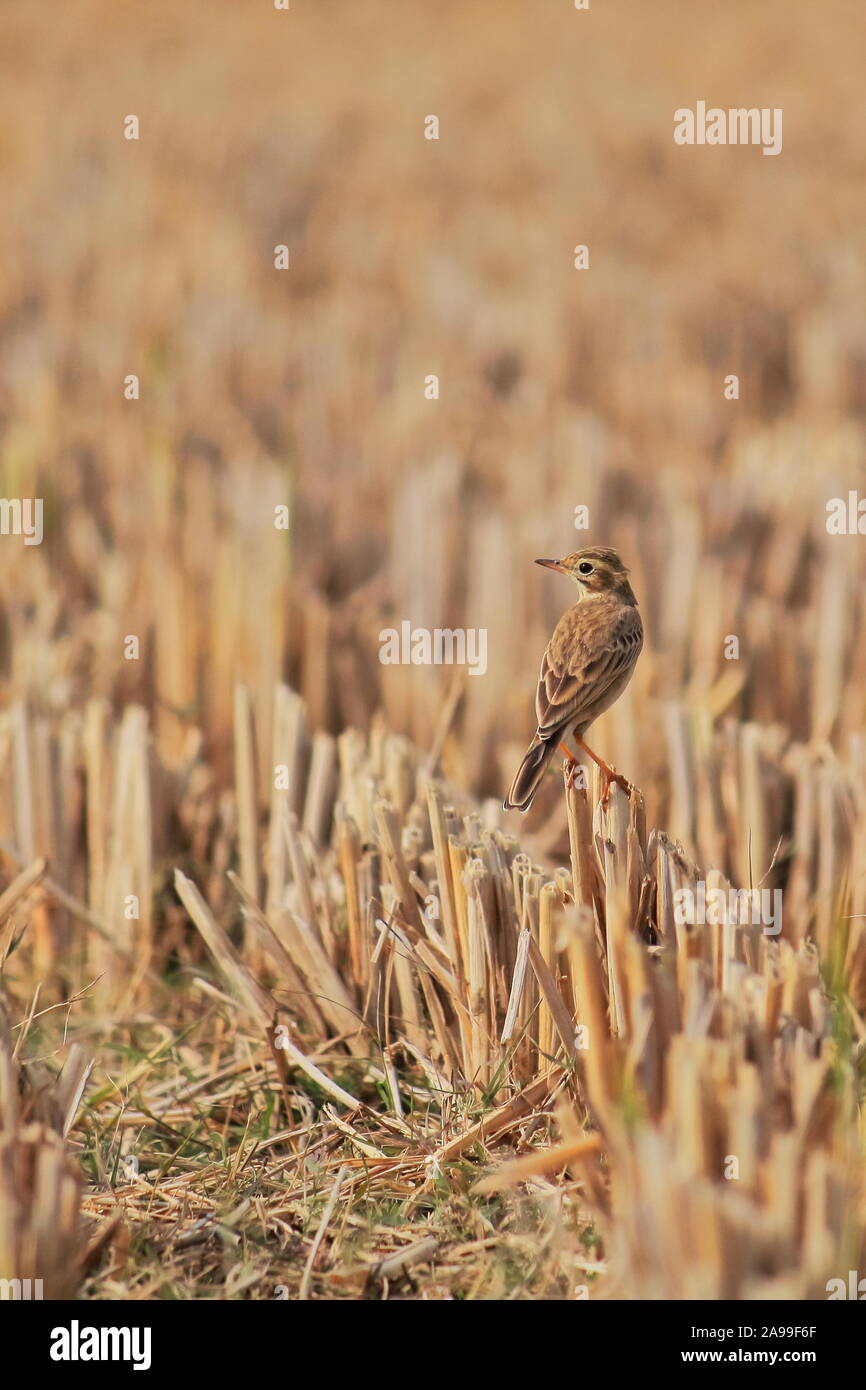 Paddyfield pipit or Oriental pipit (Anthus rufulus) in a paddy field, countryside of West Bengal in India Stock Photo