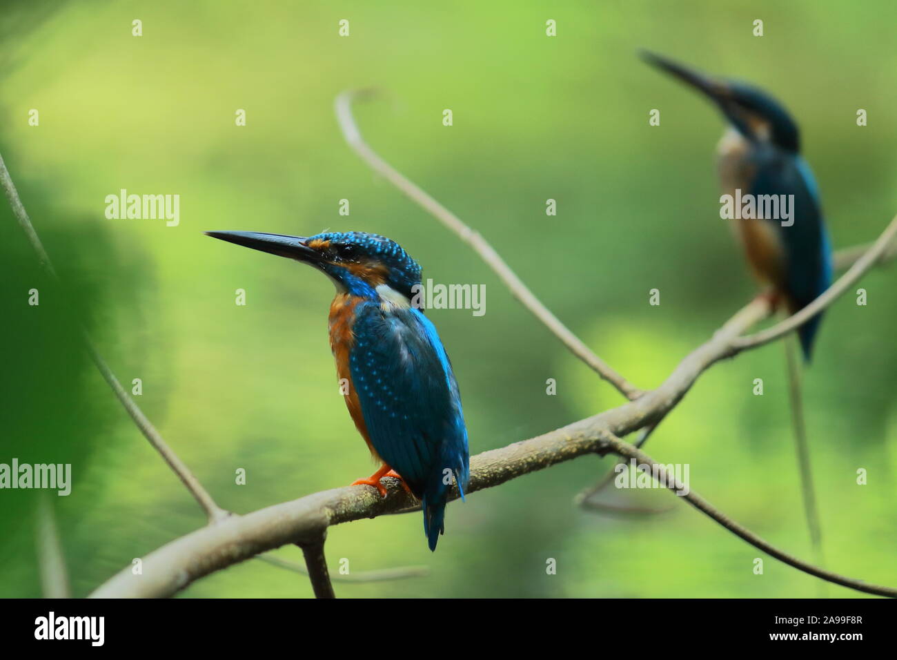 Pair of Common kingfisher (Alcedo atthis) sitting on a branch, doing breeding display,Sundarbans delta region in West Bengal in India Stock Photo