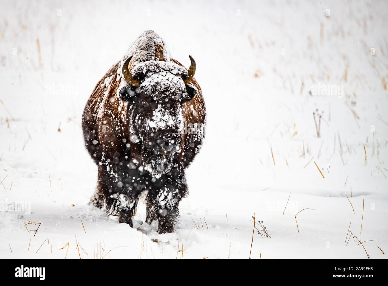Bison in Winter Blizzard 1 Stock Photo - Alamy