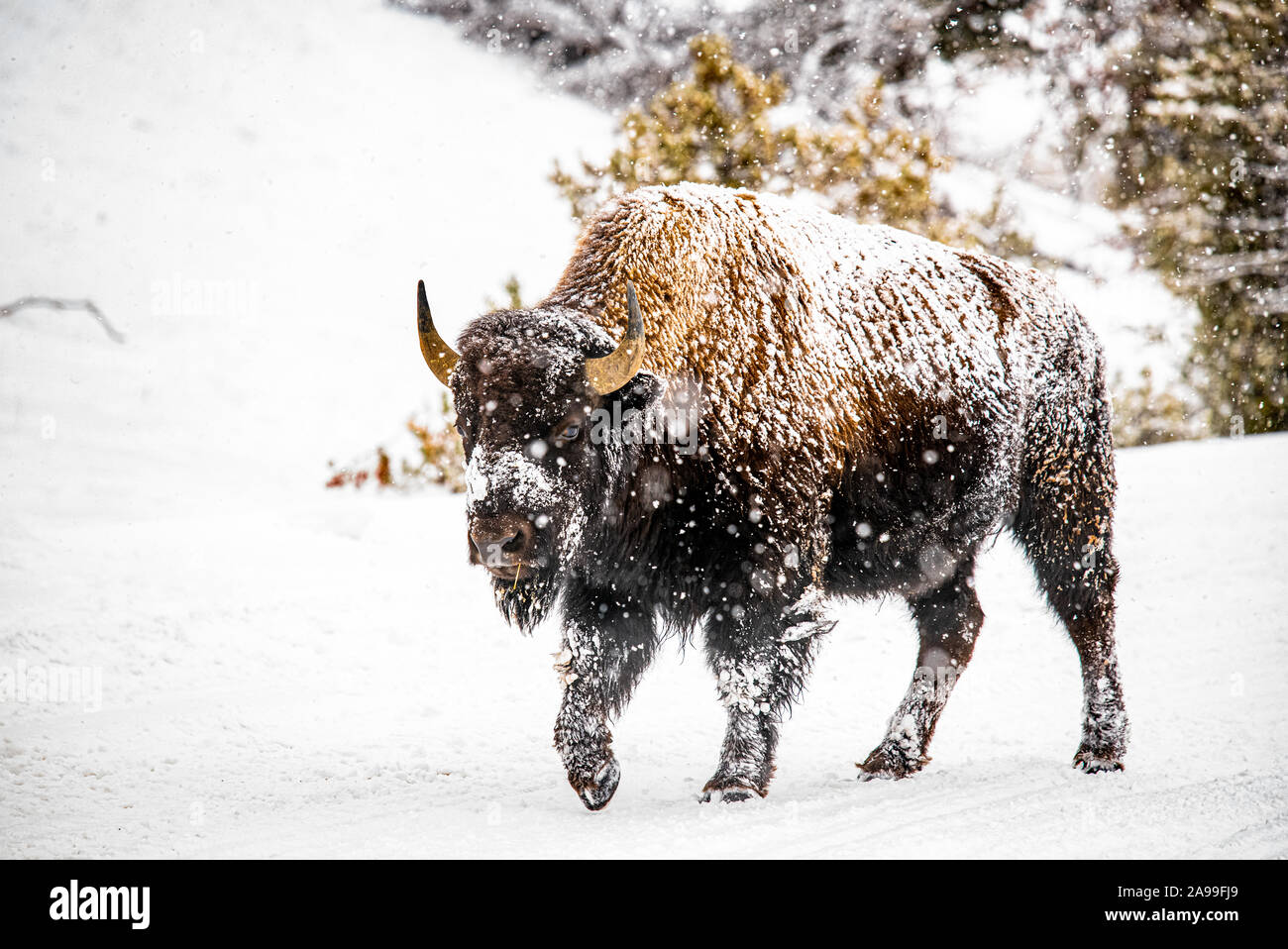 Bison in Winter Blizzard 4 Stock Photo - Alamy
