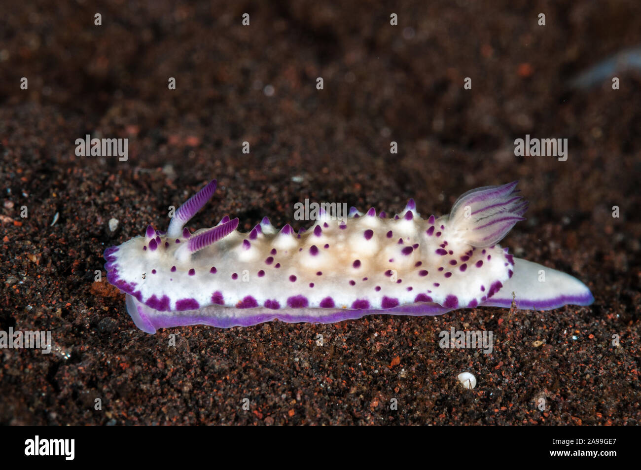 Nudibranch, Beau Vallon Magnificent Slug, Mexichromis multituberculata, Tulamben, Indonesia, Bali Stock Photo