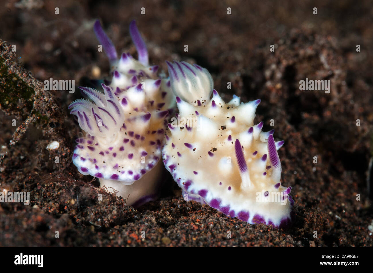 pair, Nudibranch, Beau Vallon Magnificent Slug, Mexichromis multituberculata, Tulamben, Indonesia, Bali Stock Photo