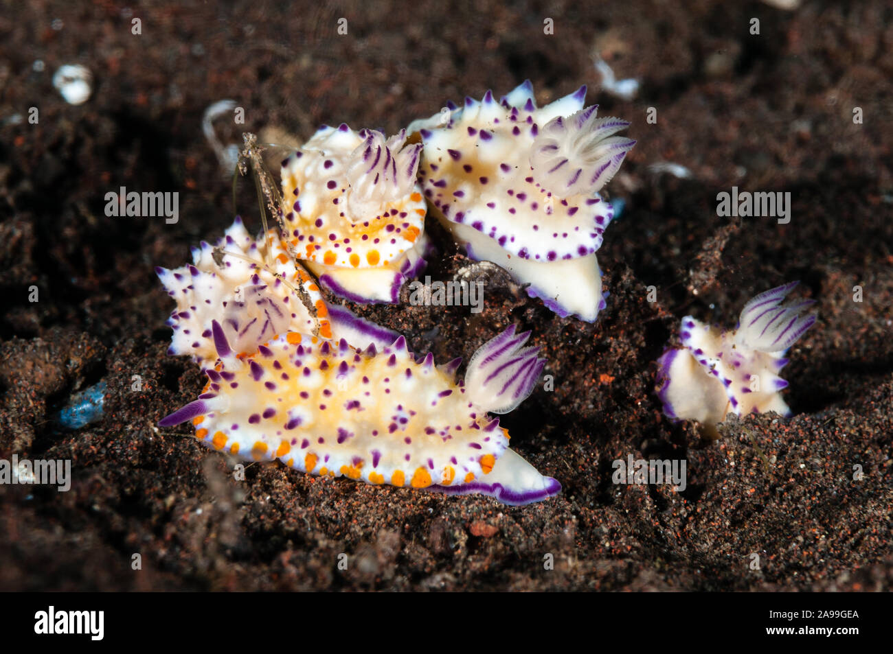 Group of Nudibranchs, Mexichromis katalexis, Mexichromis multituberculata, Tulamben, Bali, Indonesia Stock Photo