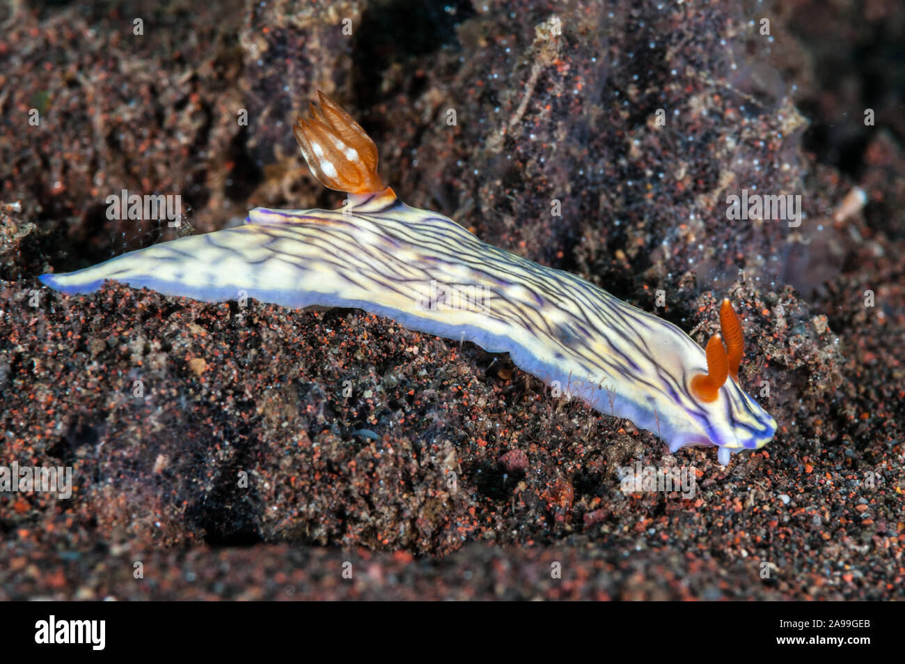 Nudibranch, Hypselodoris zephyra, Tulamben, Bali, Indonesia Stock Photo