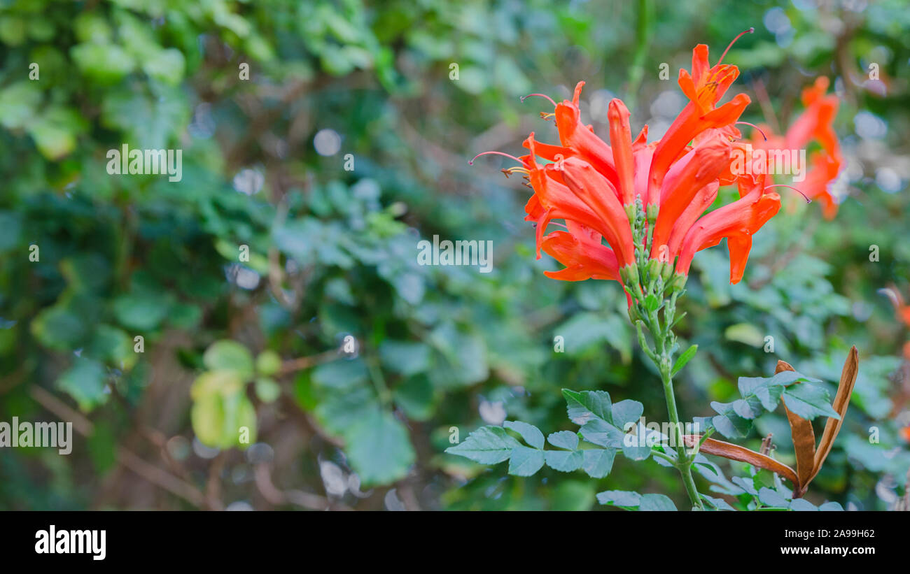 capensis, common name Cape honeysuckle growing in tropical