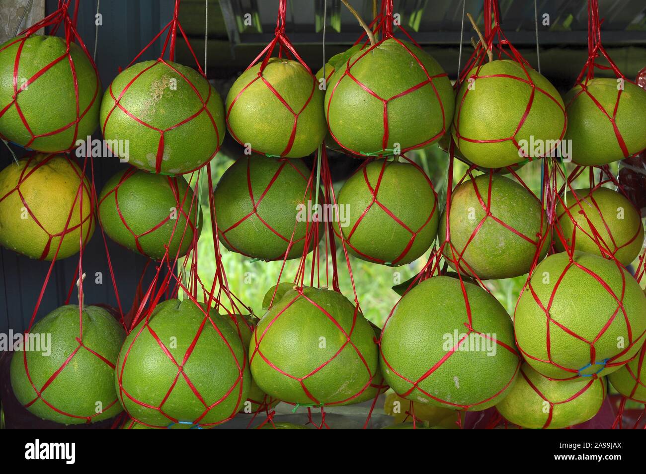 The pomelo, shaddock, or in scientific terms Citrus maxima or Citrus