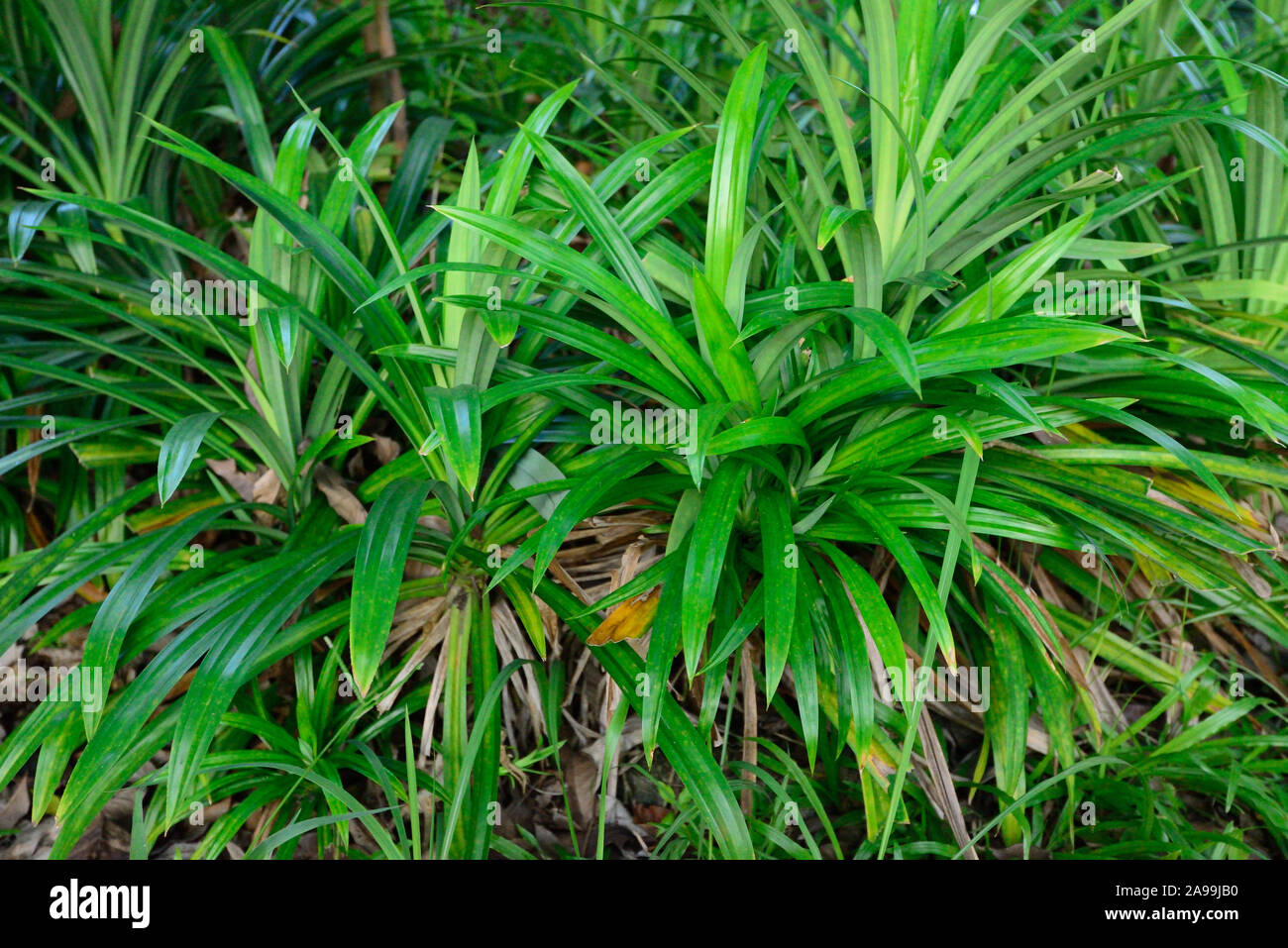 Pandan leaves hires stock photography and images Alamy