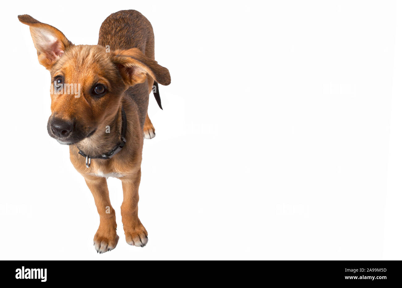 Mischlingshund mittlerer Größe / Medium large Dog Stock Photo