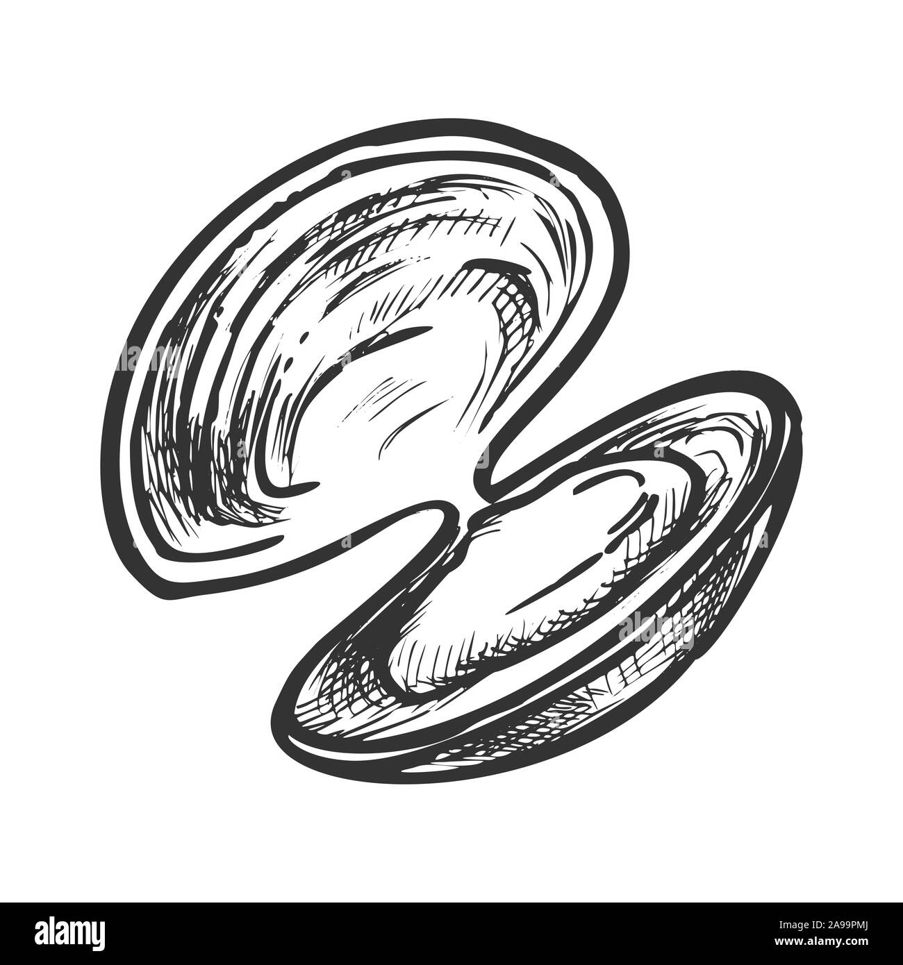 Shell Meat Scallop, Mussel Or Oyster Retro Vector Stock Vector Image ...