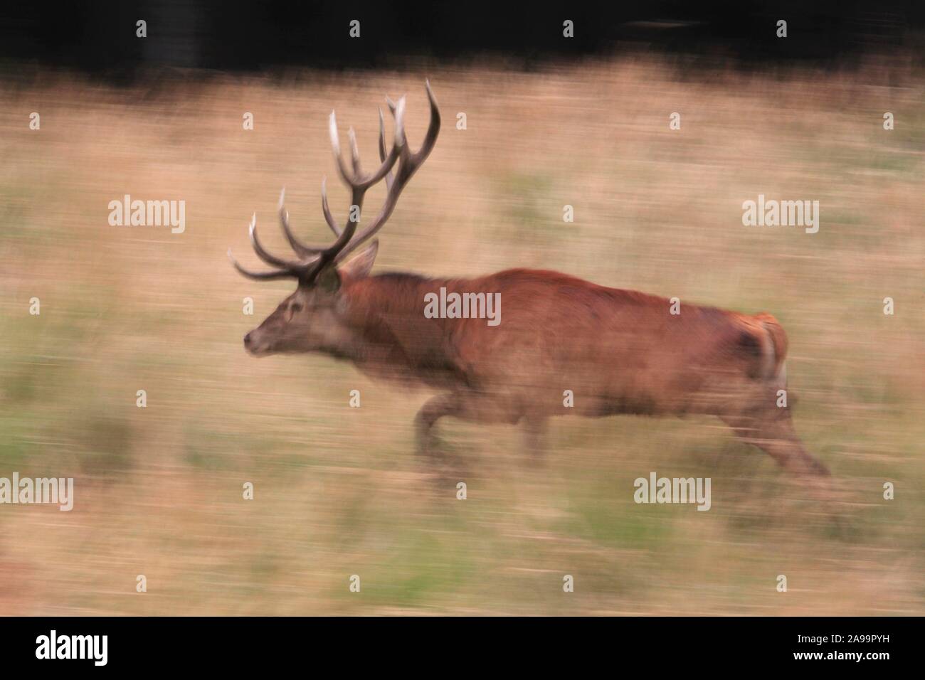 Red Deer (Cervus elaphus), stag, running, during rutting season, Germany Stock Photo