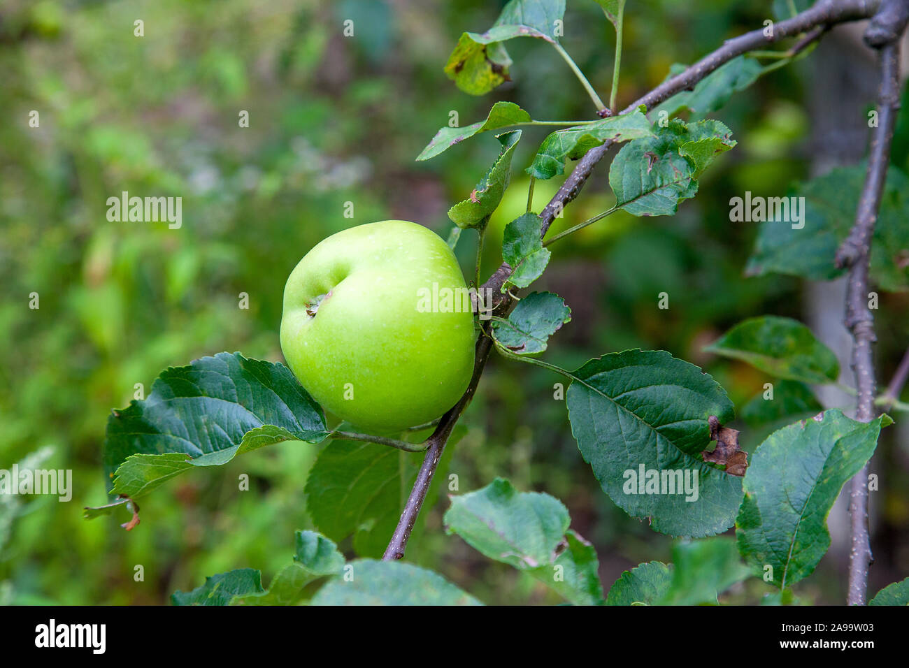 Green apples on a branch ready to be harvested. Summer garden in village. Selective focus of apple branch with fruits in sunlight Stock Photo