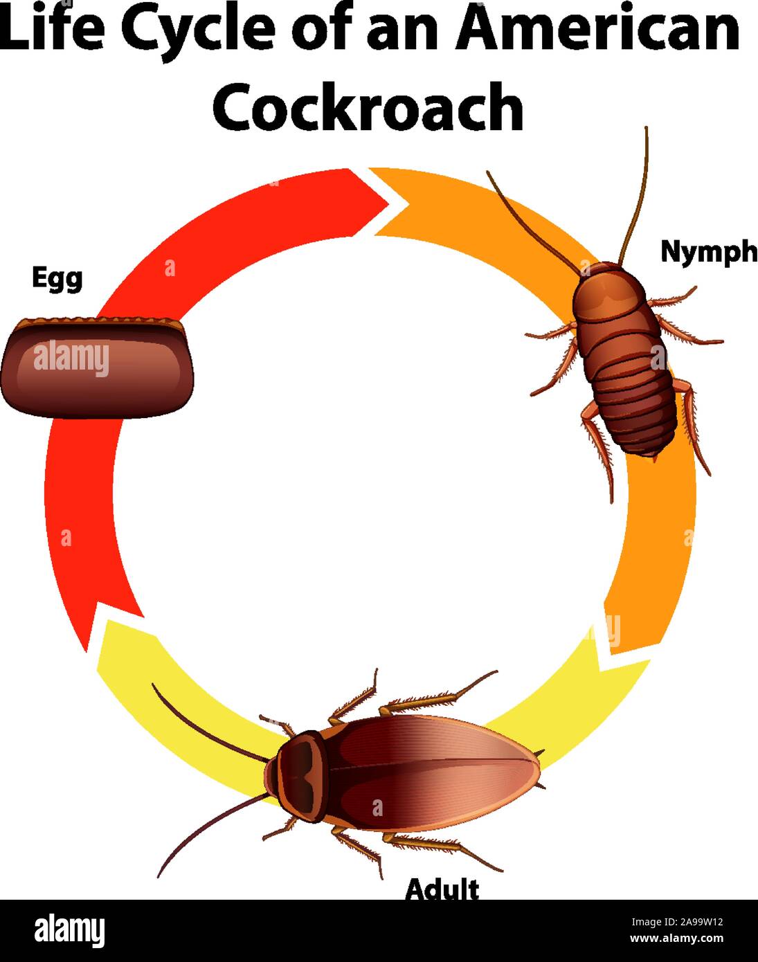 American Cockroach Life Cycle American Cockroach Life Cycle