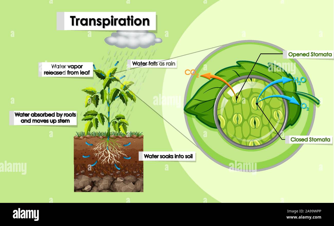 Diagram showing transpiration in plant illustration Stock Vector Image