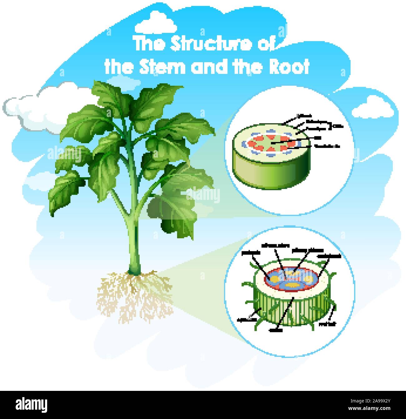 Diagramm showing structure of stem and root illustration Stock Vector ...