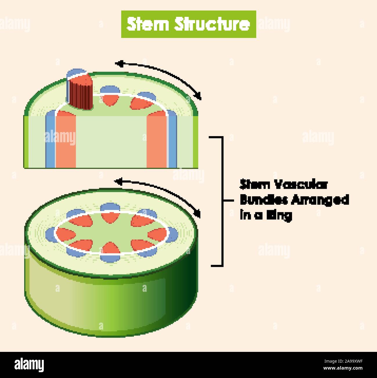 Diagram showing stem structure illustration Stock Vector Image & Art ...