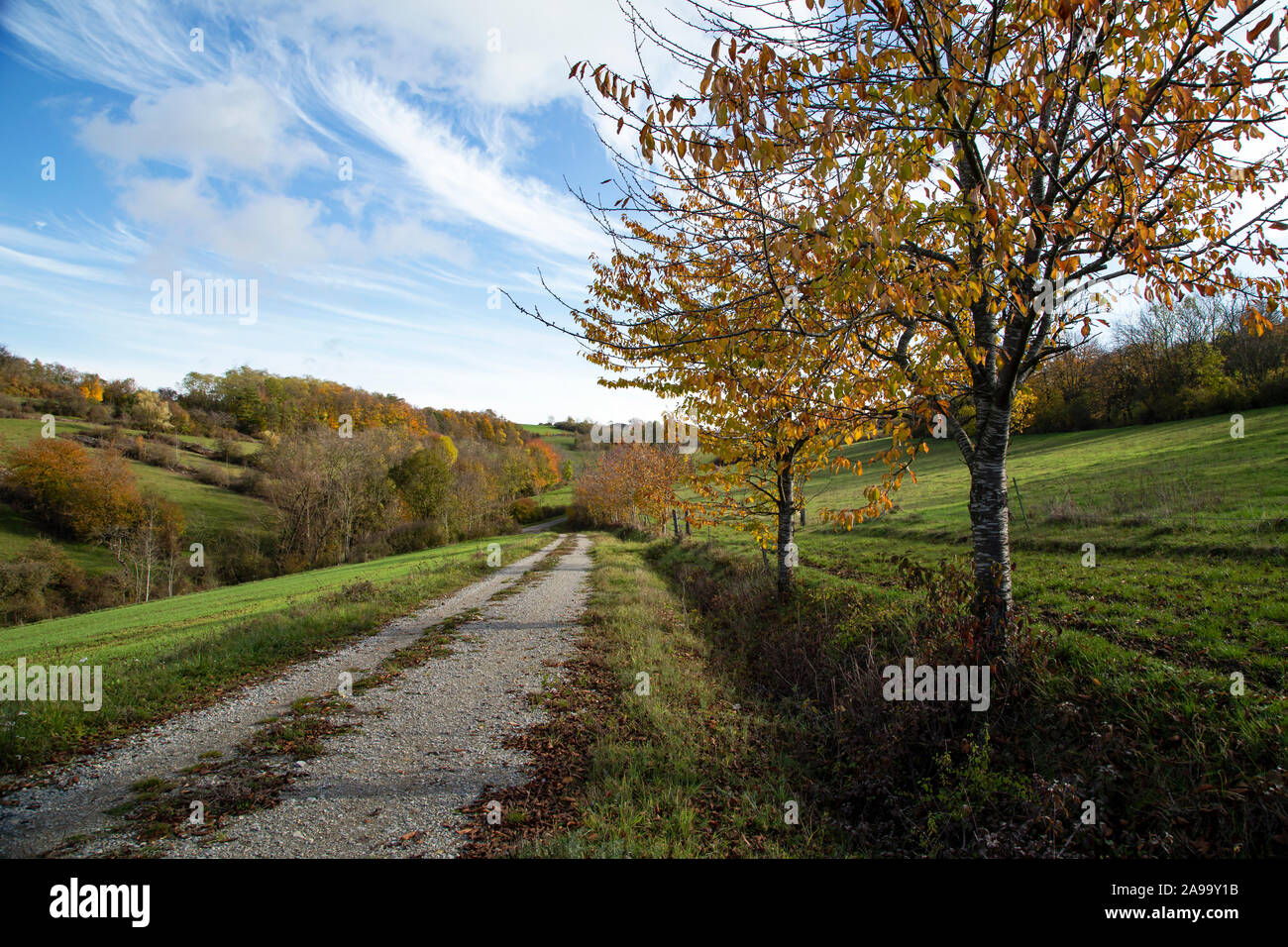 Beautiful Autumn landscape with trees and leafy Stock Photo - Alamy