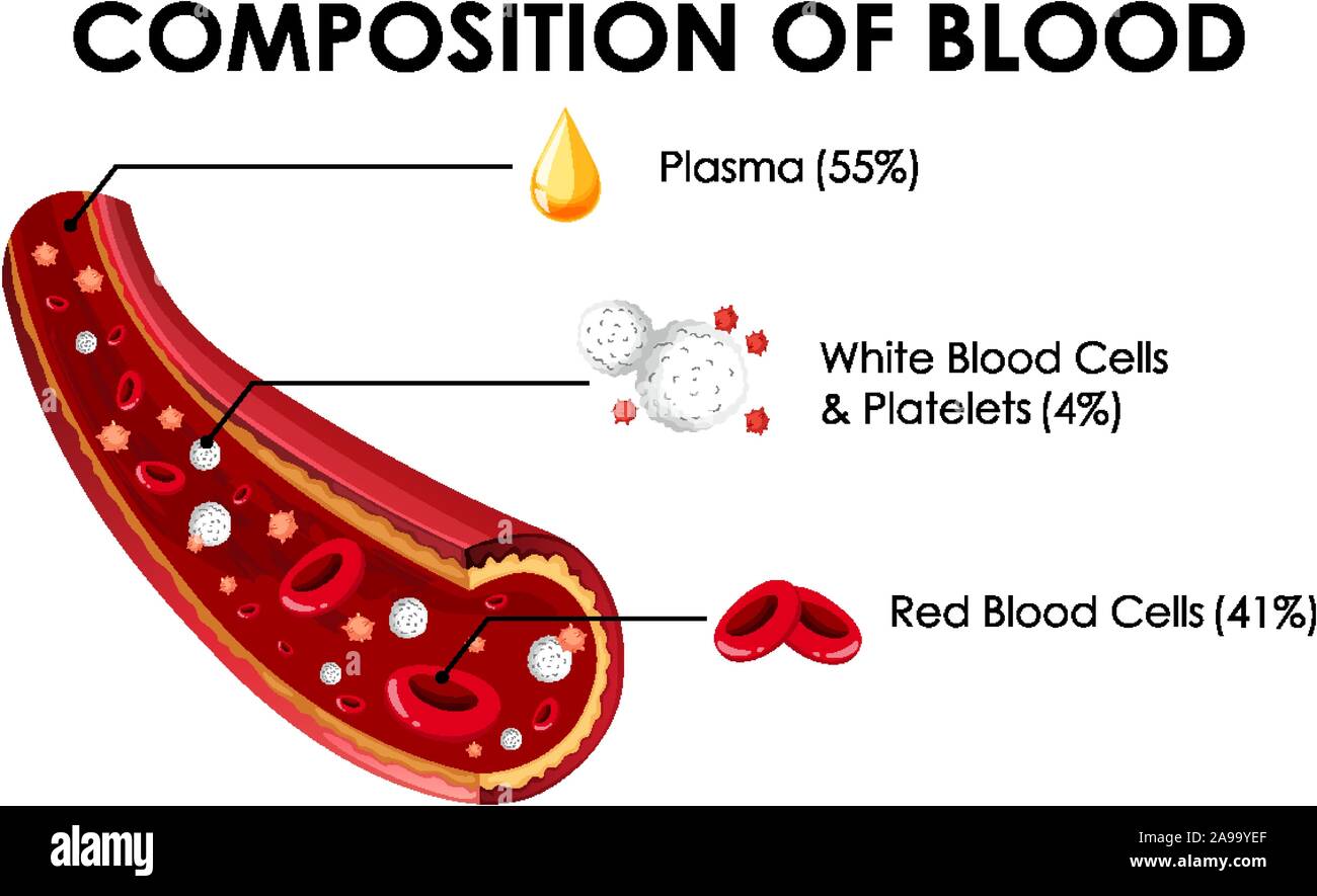 Diagram showing composition of blood illustration Stock Vector Image & Art  - Alamy