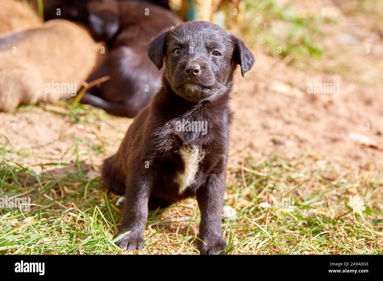 cute mixed breed puppy sitting on foliage Stock Photo - Alamy