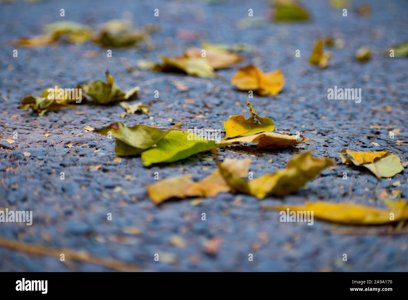 Dried leaves during the onset of winter Stock Photo