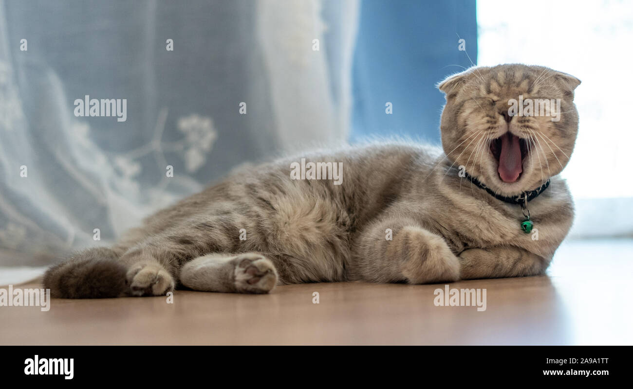 British Shorthair Ginger Kitten Sleeping Stock Photos British