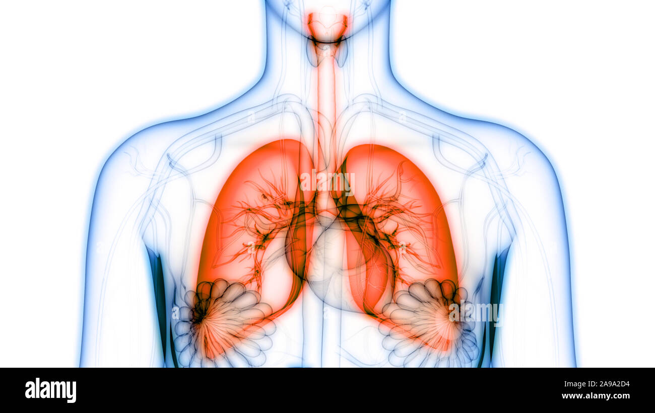 Human Respiratory System Anatomy Stock Photo