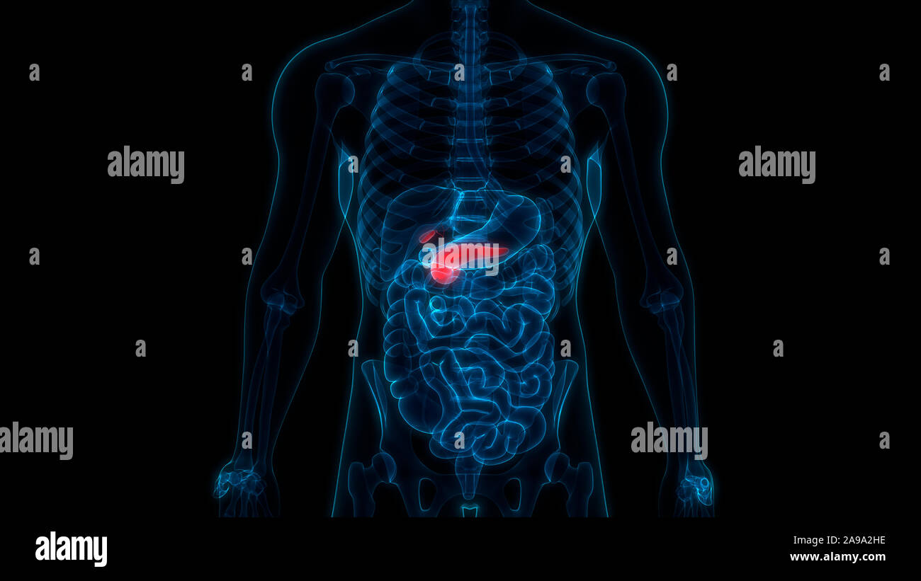 Human Pancreas with Gallbladder Anatomy Stock Photo - Alamy
