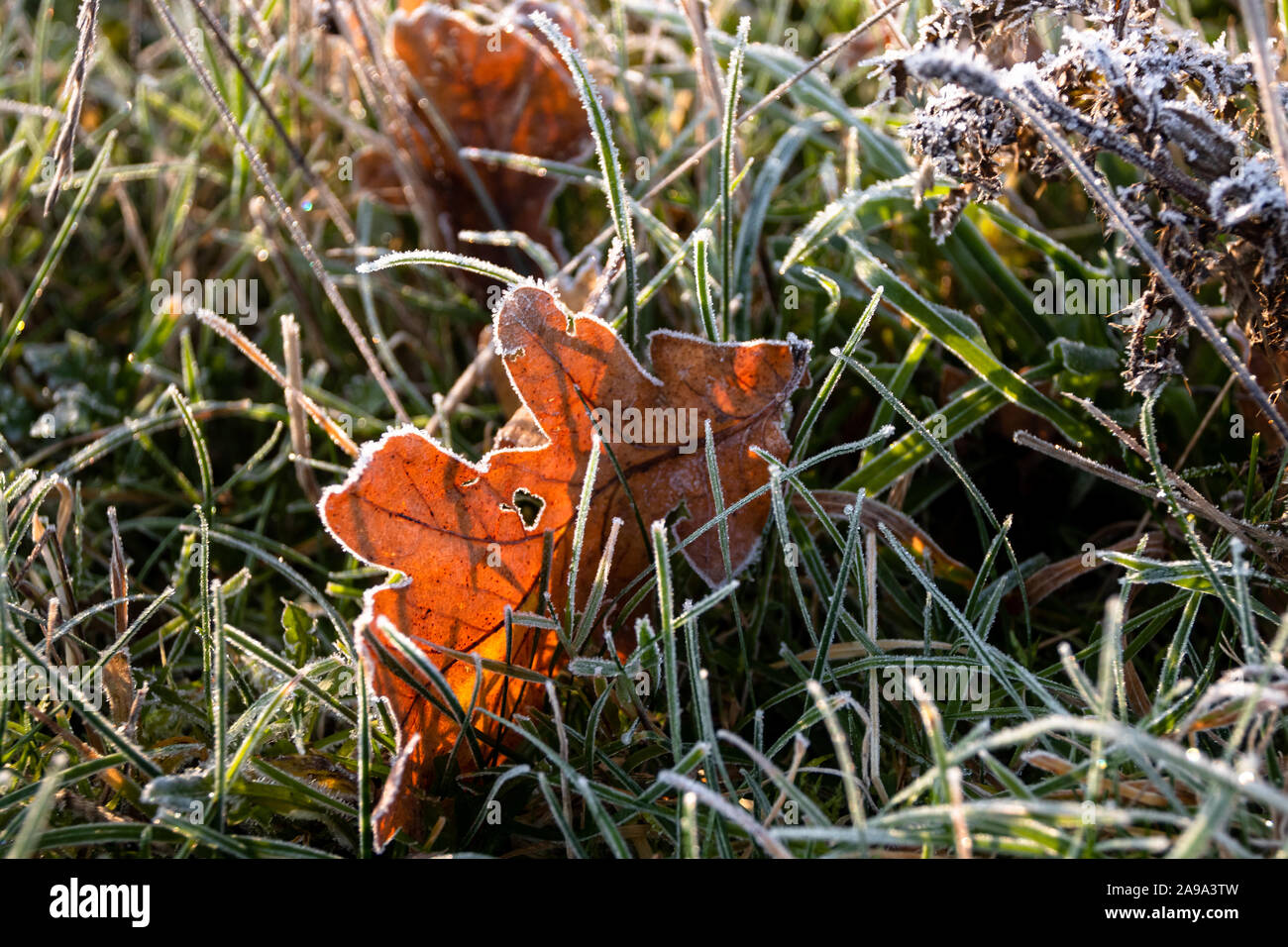 Herbstfarbenes Eichenblatt liegt zwischen gefrorenen Grashalmen Stock Photo