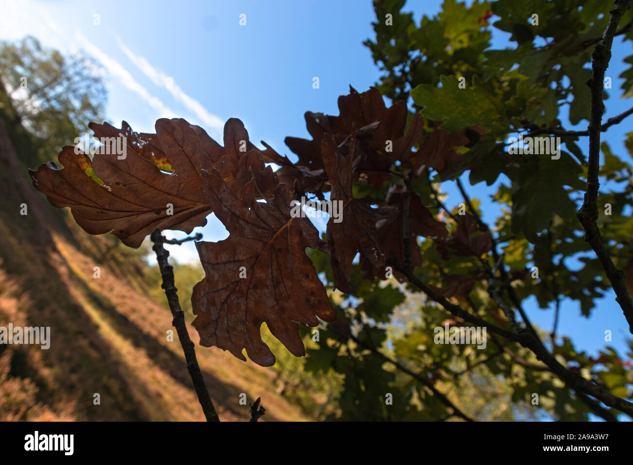 Braune Eichenblätter an Baum im Hintergrund blauer Himmel Stock Photo