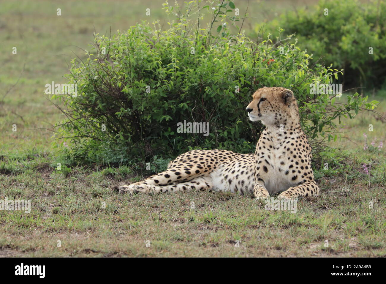Cheetah resting in the african savannah. Stock Photo