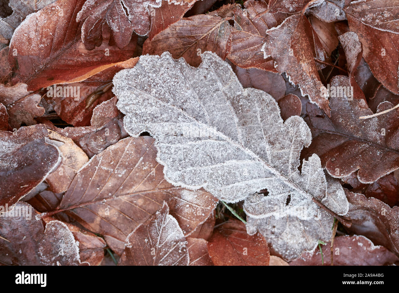 No ground frost hi-res stock photography and images - Alamy