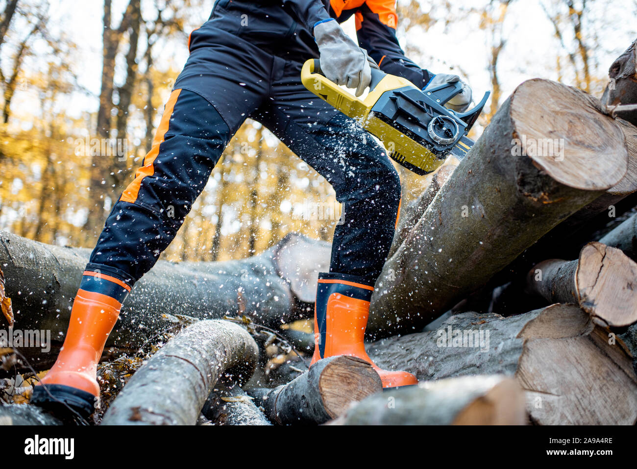 Professional lumberjack in protective workwear working with a chainsaw in the forest, sawing wooden logs, close-up view with no face Stock Photo