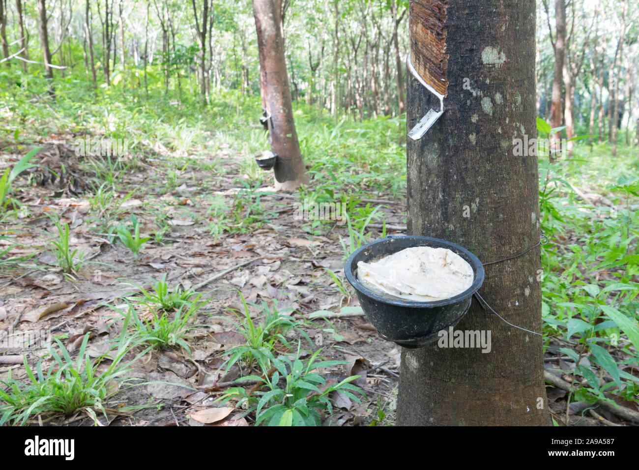 Where Does Latex Come From