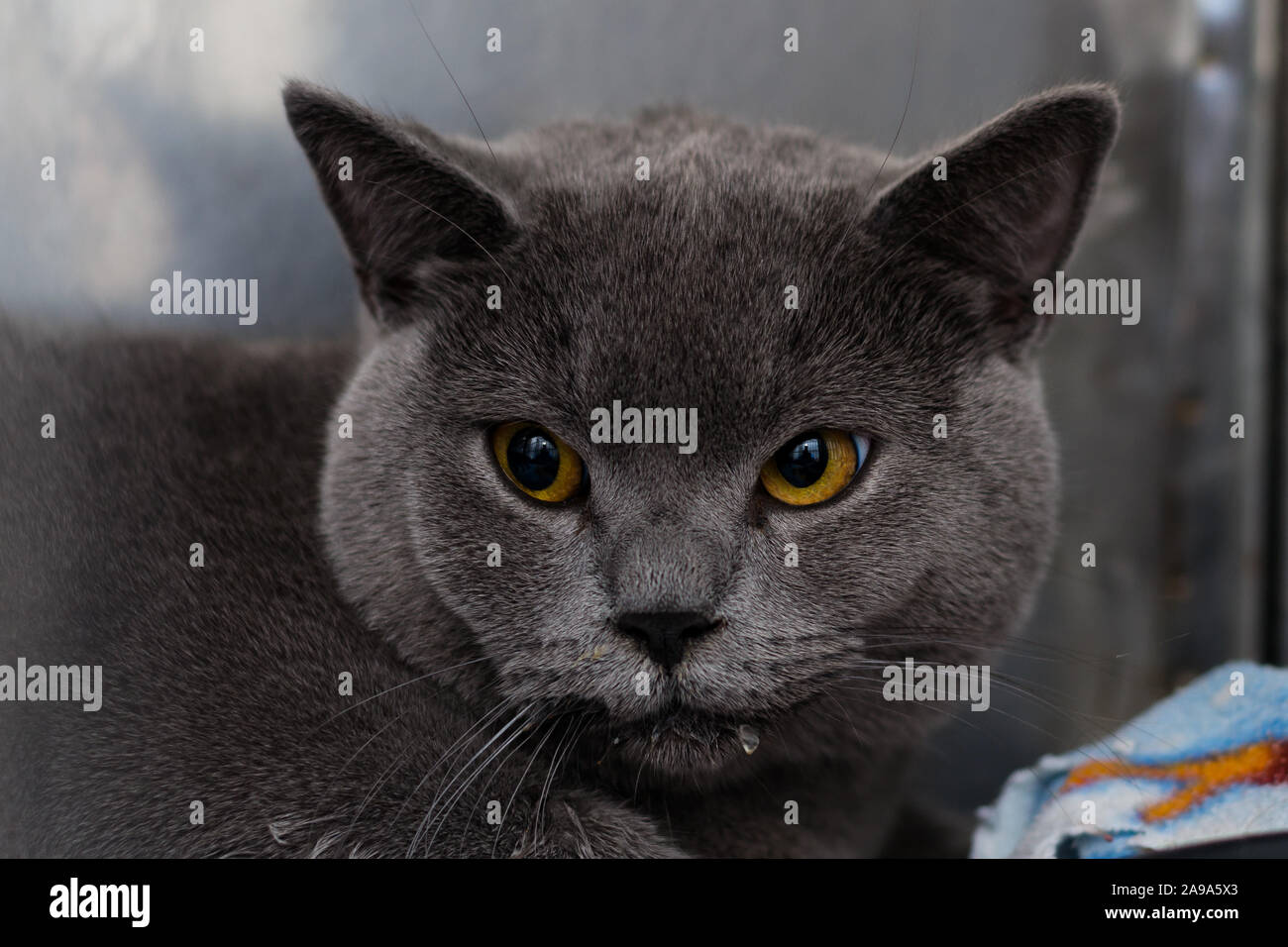 British Shorthair Cat Breed In Cage At The Veterinary Clinic Stock
