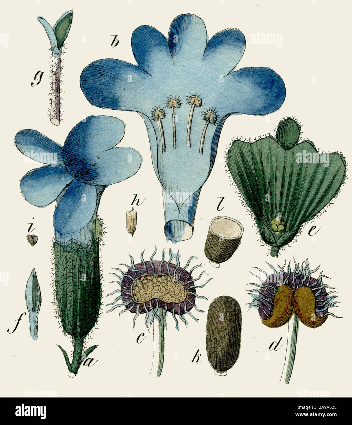lavender Lavandula angustifolia ,  (botany book, 1850) Stock Photo