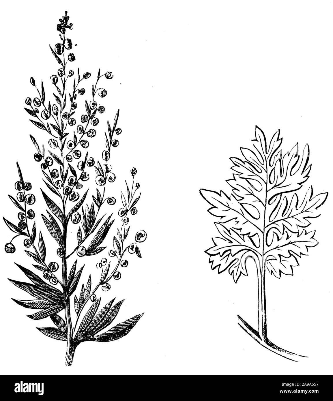 wormwood, Artemisia absinthium , anonym (biology book, 1878) Stock Photo