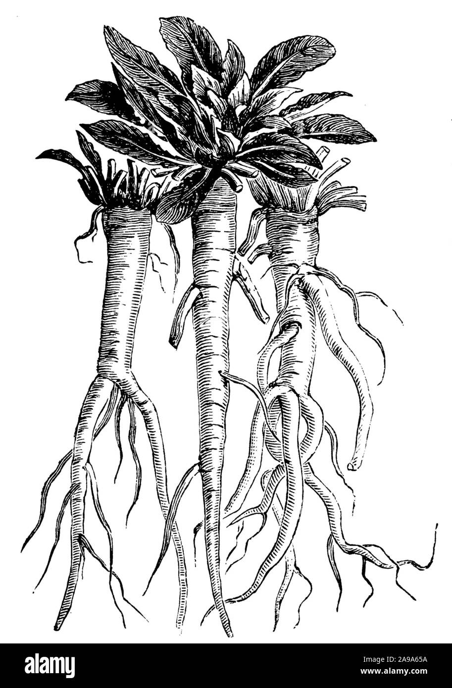 eveningprimrose, roots, Oenothera biennis, anonym (garden book, 1911
