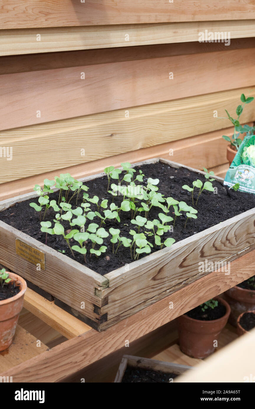 Cabbage seedlings in a seed tray. Stock Photo