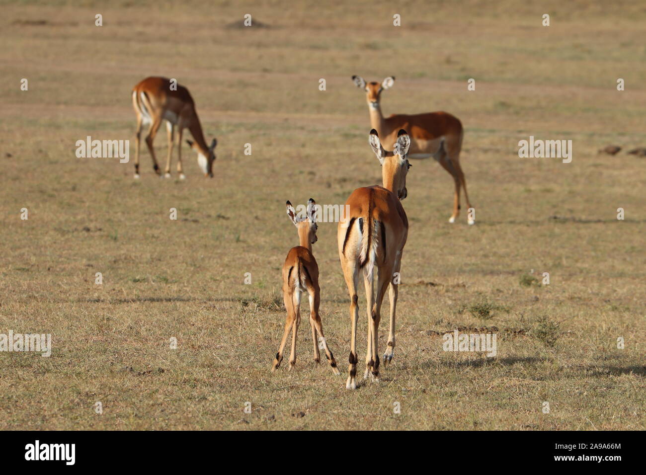 Impala calf running hi-res stock photography and images - Alamy