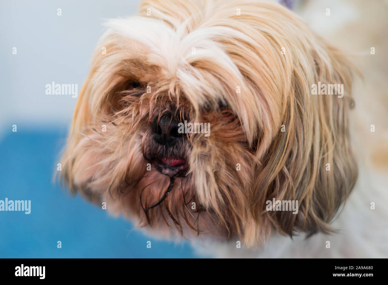 Shih-tzu dog breed with long hair on his face and tongue out Stock Photo -  Alamy