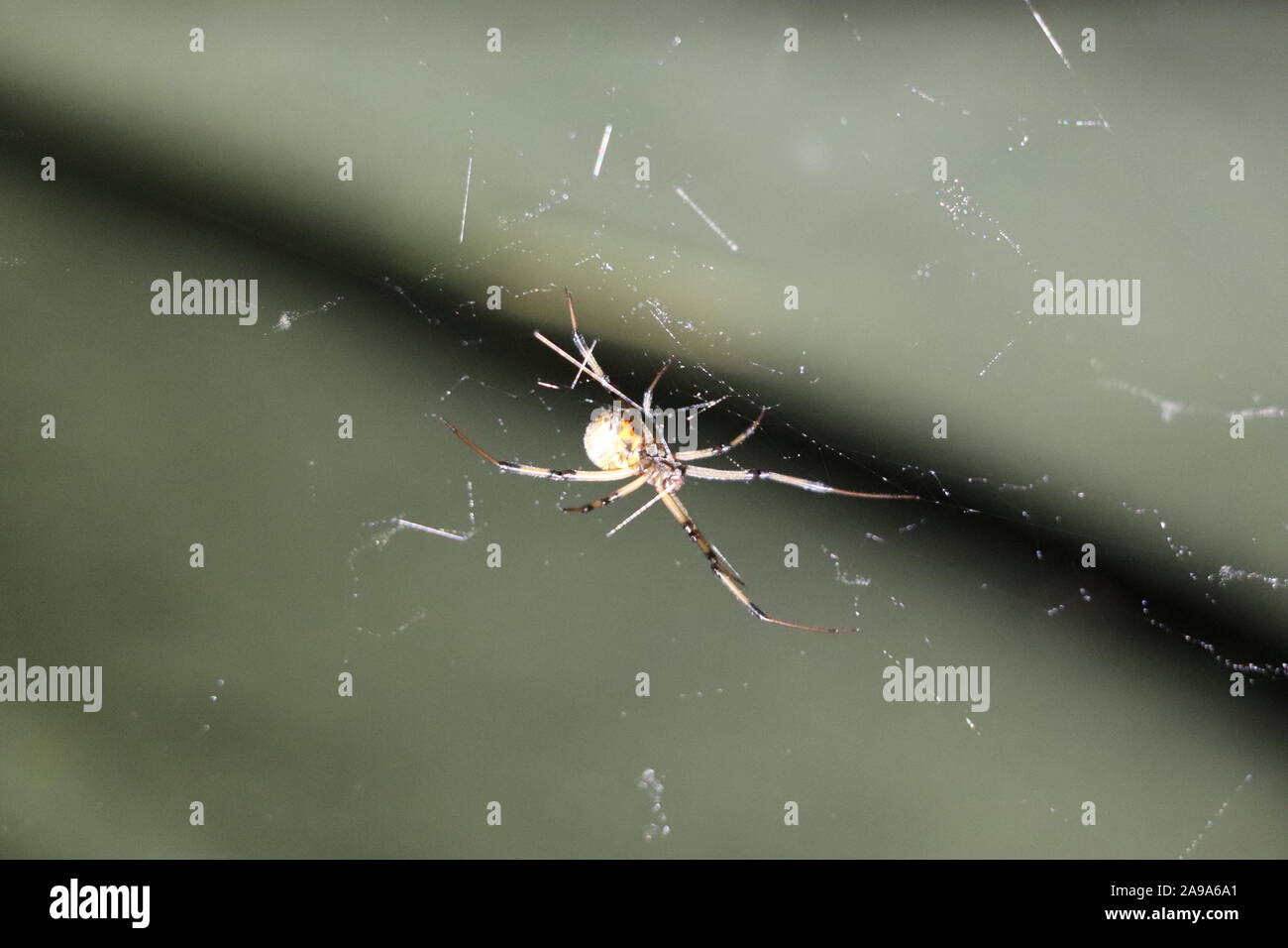 Spider on its web. Stock Photo
